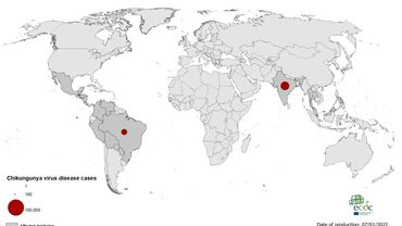 Geographical distribution of chikungunya cases reported worldwide, October to December 2021