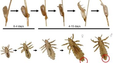 Developmental cycle of the human head louse