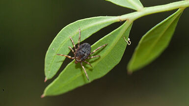 hyalomma marginatum