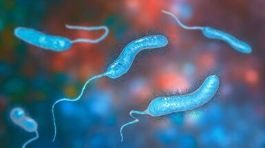 Vibriosis
