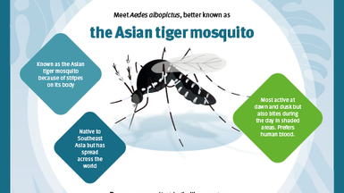 Infographic on the risk of imported mosquito-borne diseases spreading in Europe.