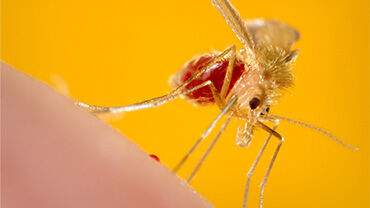 Phlebotomus papatasi sandfly. Credit: CDC/ Frank Collins