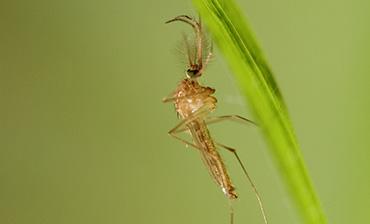 Photo: ecdc.europa.eu Italy Arbovirus Update: Dengue, Chikungunya, and West Nile Virus Cases Rise