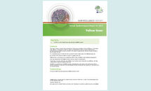 Annual Epidemiological Report for 2015 Yellow fever Thumbnail