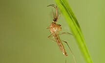Culex-Pipiens2_H Thumbnail