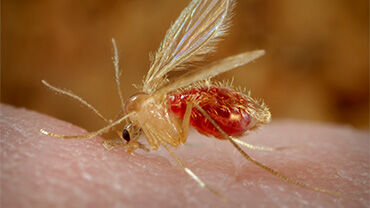 sandflies_H Thumbnail